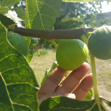 Фермерский дом Agriturismo Armania *