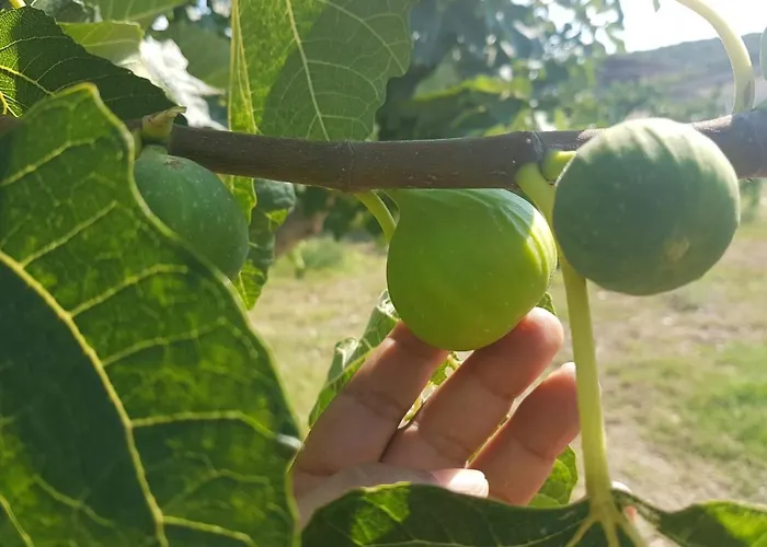 בית חווה Agriturismo Armania *